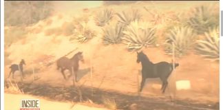 #MUNDO Abuela caballo se devuelve a un incendio para rescatar a su familia