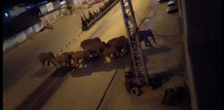 #MUNDO Continúa el viaje sin rumbo de una manada de 15 elefantes salvajes