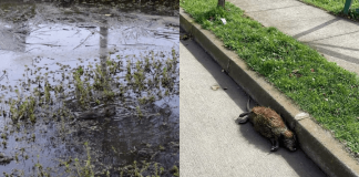 #BIOBIO Denuncian ecocidio en Canal Ifarle de Talcahuano