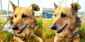 #EPADifunde María José, la can abuelita que espera una familia para amar