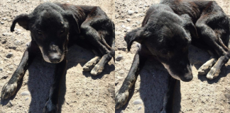 #EPADifunde Abuelito busca un hogar donde pasar muchos inviernos calentito