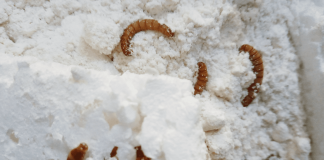 #TENDENCIAS Usarán larvas y plumavit para determinar posibilidad de obtener biodiesel