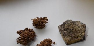 #TENDENCIAS Herbario UPLA publica colección de líquenes antárticos y subantárticos en plataforma digital