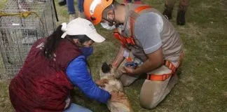 #MUNDO Rescatan a dos perros que habían caído en el socavón de Puebla