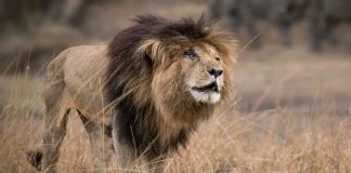 #MUNDO «Scarface», el león más famoso de Kenia, murió a los 14 años de causas naturales