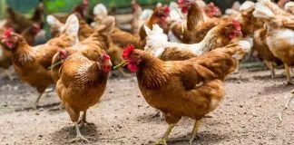 #PUNTOLEGAL Admiten a trámite querella presentada por Colmevet dado a uso no autorizado de alimento para aves de postura