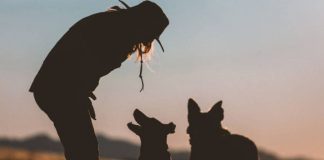 #SALUD Colmevet llama a trabajar bajo el enfoque de una salud, en el Día Mundial de la Zoonosis