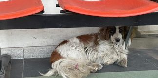 #SANTIAGO Perrita lleva tres días esperando a su humano que falleció en Cesfam de Estación Central