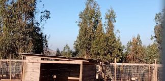 #VALPARAISO Vecinos denuncian supuesta quema de perros ya muertos en dependencias del Refugio Matpet de Cartagena