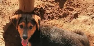 #MIRADANACIONAL Ayudemos al Refugio Dónde la Mery a comprar su terreno definitivo: más de 200 animales nos necesitan ya