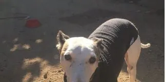 #CAMPAÑAS ¡Súmate en el trabajo animaluno de la Fundación Galgos Chile, siendo hogar temporal !