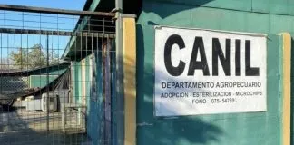 #PUNTOLEGAL Formalizaron a médicos veterinarios encargados del canil de Curicó, tras denuncias de maltrato animal