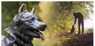 #ESTADOSUNIDOS Animalitos podrán ser enterrados junto a sus humanos en el estado de Nueva York