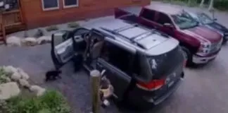 #TENDENCIAS Una preocupante realidad: Familia de osos negros ingresa a una camioneta, mientras sus dueños no están