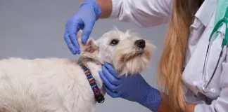 #SALUD Las cirugías estéticas en animales «no tiene justificación técnica ni científica», afirma Colmevet tras caso de can con sus orejas mutiladas