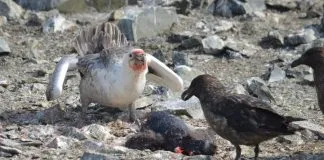 #MAGALLANES Investigadores describen dos primeros casos confirmados de canibalismo en petreles gigantes