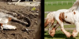 #MUNDO La asombrosa recuperación de Heidi