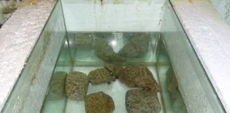 #TENDENCIAS Investigación analizará contaminación acústica y su impacto en el salmón del Atlántico y el cangrejo ermitaño