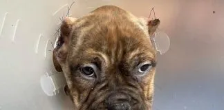 #SANTIAGO Detienen a sujeto chileno tras detectar a cachorro de tres meses que tiene sus orejas mutiladas, por maltrato animal
