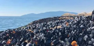 #MUNDO 1000 millones de animales marinos han muerto ‘cocinados’ en el mar por la ola de calor en Canadá