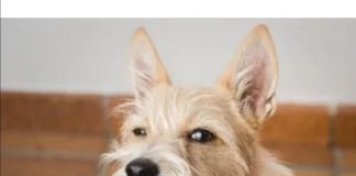 #COMPORTAMIENTOANIMAL Estudio japonés concluye que tu perro sabe cuando le mientes