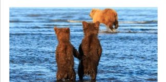 #TENDENCIAS Hermoso momento: Oseznos se toman de las manos, mientras su madre busca comida