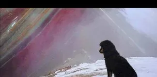 #MUNDO Conoce al perrito que recorre con los turistas la montaña Vicunca en Perú
