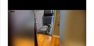 #MUNDO Perrito maltratado entra por primera vez a su nuevo hogar