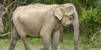 #MUNDO Elefante que se perdió de la manada errante en China, fue devuelto a su hogar