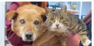 #MUNDO Perro ciego y su fiel compañero gatuno logran ser adoptados juntos