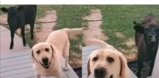 #MUNDO Perrito sale a pasear y vuelve con una vaca como amiga