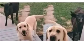 #MUNDO Perrito sale a pasear y vuelve con una vaca como amiga