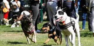 #SANTIAGO Ya están operativas zonas recreativas caninas en la Región Metropolitana