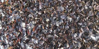 #TENDENCIAS ¿Qué pasa con las toneladas de hojas que caen cada otoño en nuestros bosques?