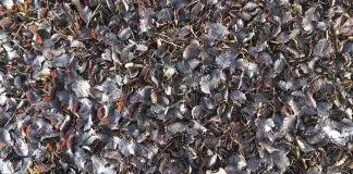 #TENDENCIAS ¿Qué pasa con las toneladas de hojas que caen cada otoño en nuestros bosques?