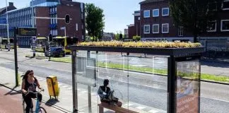 #MUNDO Holanda construyó oasis en la ciudad para proteger a las abejas y disminuir la contaminación