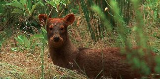 #MIRADANACIONAL Nace Comisión Nacional de Fauna Silvestre y Medio Ambiente de Colmevet