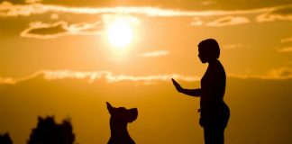 #COMPORTAMIENTOANIMAL Veterinarios apuestan por el refuerzo positivo en la educación de nuestros amigos peludos