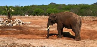 #MEXICO Elefante “Big boy” dio el vamos al santuario de animales de Culiacán