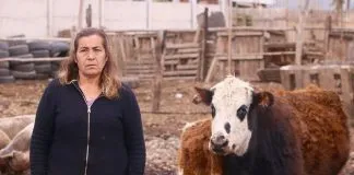 #VALPARAISO Crianceros sufrieron cruel envenenamiento de vacas en La Calera