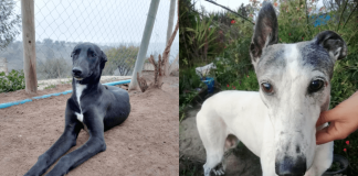 #PUNTOLEGAL Declaran admisible querella por maltrato de perros galgos en Curacaví