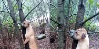 #BIOBIO Brutal caso de maltrato animal: Encuentran a perro sin vida colgando de un árbol en Mulchén