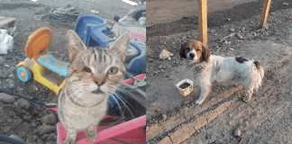 #CAMPAÑAS Se necesitan hogares temporales para rescatar a perros y gatos abandonados en el Río Mapocho