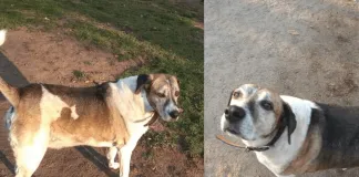 #EPADifunde Ayudemos a viejito que fue abandonado y negado por su humano a encontrar un buen hogar