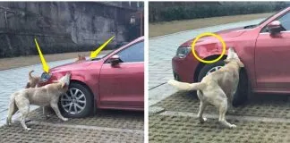 #TENDENCIAS Perrita reúne a sus amigos para darle una lección a hombre que lo pateó
