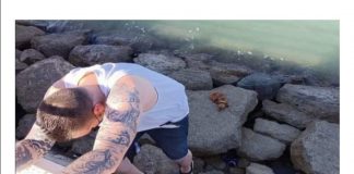 #TENDENCIAS Rescatan a perrito extraviado en España, gracias a las redes sociales