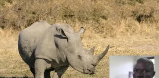 #SUDAFRICA El karma alcanzó a un cazador de rinocerontes, murió en un ataque a balazos