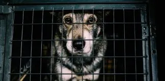 #OPINION Robo de animales de compañía, microchips y registro nacional