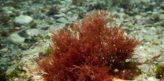 #TENDENCIAS Estudio revela tres nuevas especies de desconocida alga roja en el sur de Chile