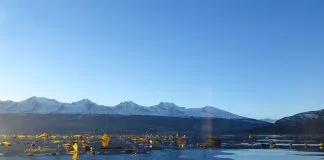 #TENDENCIAS Los bosques de huiro en la Patagonia no han experimentado grandes variaciones en casi 200 años, según estudio